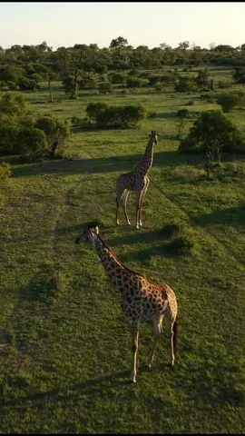 “Nature does not hurry, yet everything is accomplished.” — Lao Tzu.  #wildlife#giraffe#safari#africa#southafrica#londolozi