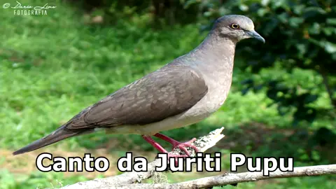 Canto para chamar Juriti Pupu em HD para baixar