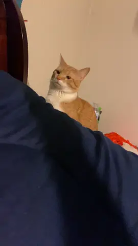 cant believe this cat sometimes 