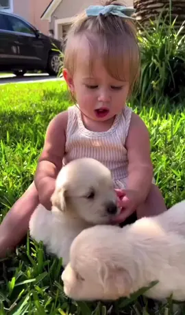 Golden Retriever Pups and Little Girl❣️