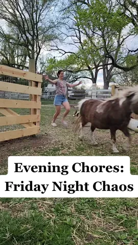 Official Chaos Coordinator for another evening of barn chores #eveningroutine #farmanimals #funnyanimalvideos #chaoscoordinator #bedtimeroutine 