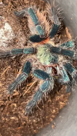#tarantula #tarantulasoftiktok #fakegirlfriend #fakegirlsbelike #feedme #falebody #fakebodyy⚠️ #girlfriend #bluespiderlily #dirtygirl 