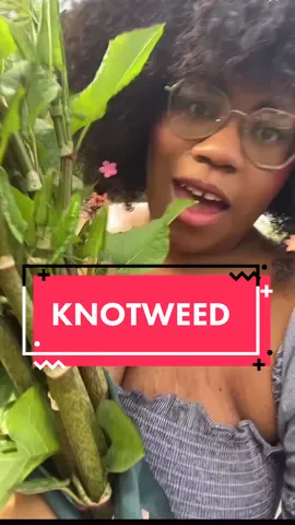 EAT YOUR WEEDS: KNOTWEED EDITION ✨ Reynoutria japonica is AGGRESSIVE, but coming through and collecting shoots this time of year helps keep it at bay!! I ate the knotweed growing under our last place to extinction (i really REALLY love the flavor 😅) so i know it can be done! 