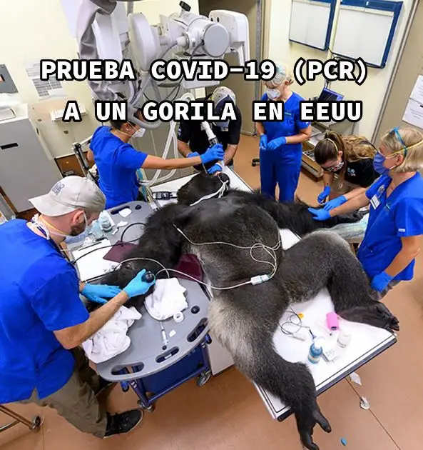 Un gorila de tierras bajas de 31 años recibió una prueba de coronavirus cuando fue inmovilizado para un procedimiento el miércoles. Según Zoo Miami, “Shango” fue llevado al hospital de animales del zoológico para el tratamiento de varias heridas infligidas por su hermano de 26 años durante un enfrentamiento. Shango recibió radiografías, vacunas, un ultrasonido, una prueba de TB y una broncoscopia, así como también una prueba de coronavirus. El zoológico dijo que las pruebas fueron negativas. #coronavirus #covid19 #shango #pcrtest #pruebacovid19 #curiososdatos #miedoyterror #miedo 