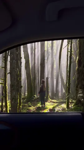 My favorite forest near vancouver #roadtrippin #explorebc #vancouver #pnw #britishcolumbia