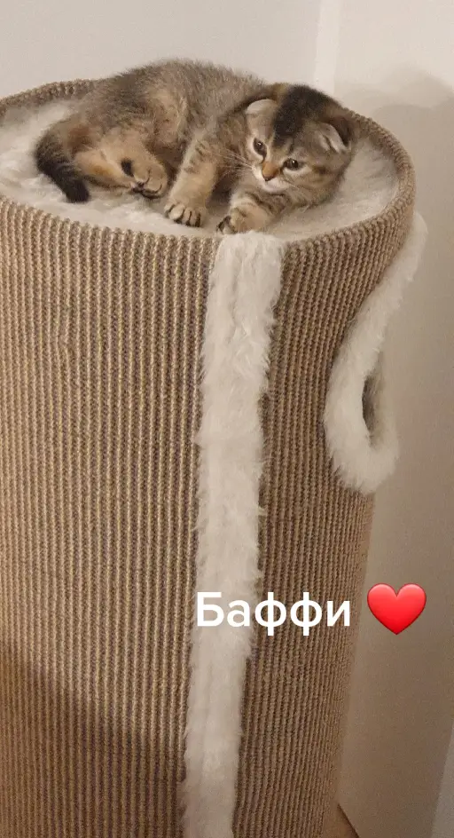 #хиврята3 #Баффи #любимка❤️ 