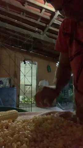 Como se rala o milho verde pra fazer cangica #tiktok 