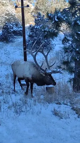 I wish I knew what happened to this poor guy. #estespark #estesparkcolorado #estesparkelk #estesparkco #bullelk #elk #injuredanimal #injuredanimals #animalrescue #animalintrouble #poorguy #poorbaby 