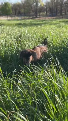 This is bobble, the tall grass was a little tricky to walk through, but dont worry i fixed her up right after the video! #goat #cute #babygoat #goats #goatfarm #goatranch #goatlife #ranch #farm #farming #agriculture 