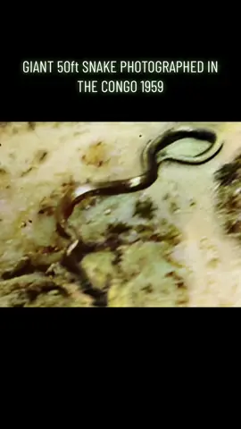#Disclosure #giantsnake #cryptozoology #unknownanimal #monster #congo #1959 #snake #challengereality 