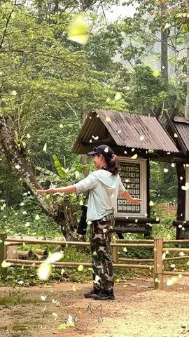 🦋🦋🦋🦋🦋 #butterfly #ผีเสื้อ #เขตรักษาพันธุ์สัตว์ป่าเชียงดาว #แหล่งผีเสื้อหน่วยผาตั้ง  