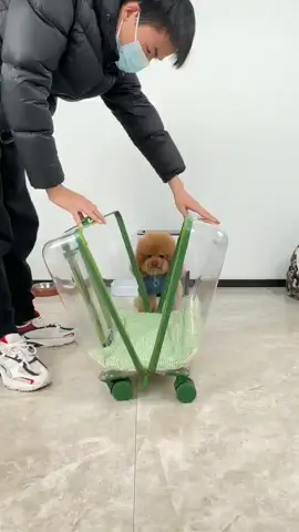 #goodthing #pet 