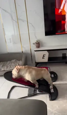 These days, the quality of sleep is poor, it takes about 5 seconds to fall asleep, I hope the lotus takes care of it more #frenchbulldog #bulldog #sleep #foryou #fyp