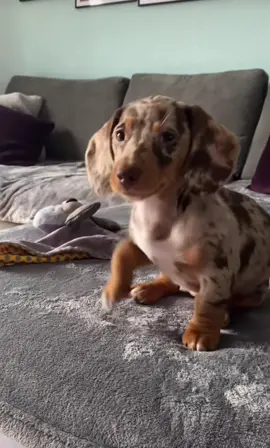 Hi! 🥰 #puppy #puppylove #fyp #parati #pourtoi #funny #fypシ #perritostiktokers #perritofeliz #chiot #cachorro #fypage #mignon #lentejas #cute #cuteanimals #cutepuppy #puppysleepingsocute #golden #goldenretriever #salchicha #perrosalchicha #teckel #chiotteckel 
