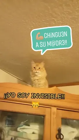 Típico... 🐈 #fypシ #update #comedia #gatosdetiktok #Chow #TheHangover #michi 
