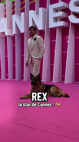 Un chien sur le tapis ? Only in #CANNESERIES 😂💖 #foryou #rex #dogsoftiktok #filmtok #TeamUSATryout 