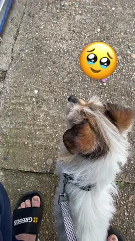 #MyDog #MoreThanJustADog #ILoveMyDog #DogLove #CuteDogs #ILoveDogs #dogs4life #DogsForYouPage #dogtok #DogLover #DogLife #Doggies #DogsClips #DogHeaven #DogsVideos #AmazingDoggos #DogsLovers #LoveDogs #DogBeingCute #DogPerson 
