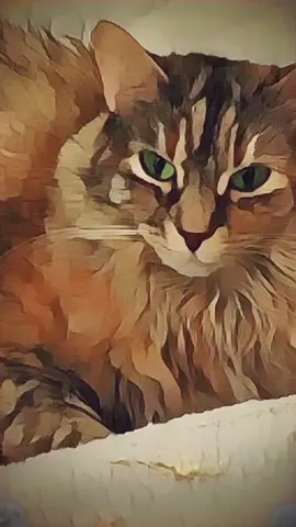 #realcat #mangafilter #mangacat #mangacat #cats #kitty #kittycat #cattok #kittytok #kittycatsoftiktok #kittycats #kittycattok #greeneyes #meow #yawn #yawning #yawningcat #yawningcats #chillcat #relaxing #sleepy #sleepykitty #fyp #foryou #foryoupage #foru #feline #felinefriends #caturday #catsathome #catslovers #catsvideo #catsarethebest #catsarefluffy #mew #tabby #tabbycat #cute #cutekitty 