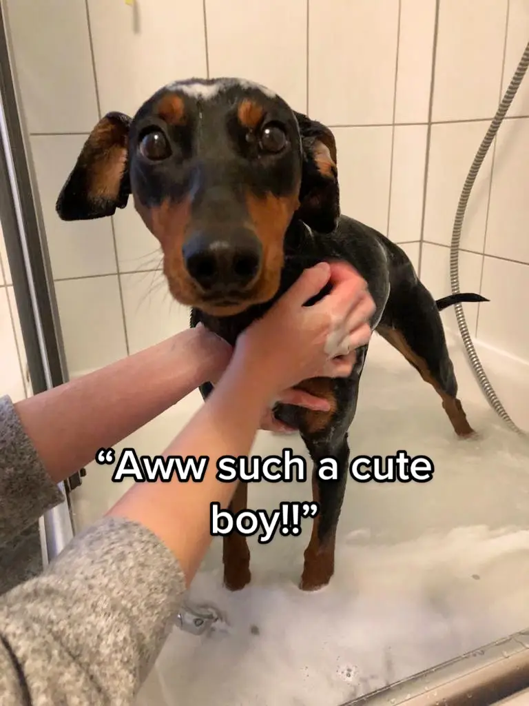 The audacity! #dogsoftiktok #funnydoggo #hunde #pinscher #fyp 