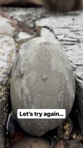 Here’s a couple of huge, round nodules we cracked open, we hoped they would contain some Eleganticeras ammonites from the Jurassic! 😍🏝Unfortunately we were out of luck with the first nodule but the second was something special! With a smooth strike of the hammer the rock split perfectly in half 🦕🦖 For ammonite rocks with guaranteed ammonites inside to crack open, please visit our official online store yorkshirefossils.NET (link in bio) or message directly on Instagram @yorkshire.fossils 🦕 For more videos, check our on YouTube / TikTok! 🏝 Thanks for supporting our page! 🐊 #natural #nature #fossil #fossils #ancient #animals #art #ammonite #ammonites #dinosaur #scientist  #minerals #paleontology #whitby #geologist #dorset #geology #charmouth #jurassic #yorkshire #fyp 