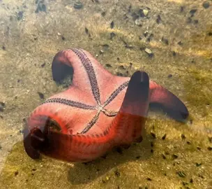 Starfish flipping over in fast speed #seacreatures #fyp #viral #reddit 