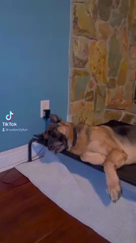 Dreaming…🐿️😂🐿️😂 #funnydog #funnydogvideos #dogdreaming🐶 #chaseisonthecase #germanshepherd #funnyvideos #funnymoments #laughter #dogmom 