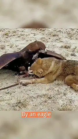 Eagle and Wolf Battle,#animals #eagle #wolf#fight 