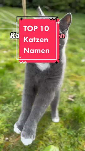 #katze #cat #catsoftiktok #katzenvideos #catinfo 