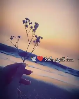 مساء الشوق والغلا والمحبة ❤️🕊️
