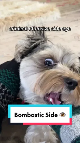 Bosley always gets the crazy crackhead sideeyes just before he does one if his spinning zoomies. Its like “heads up imma bout go crazy” 😂 #bombasticsideeye #dogsideeye #bombbastic #bomasticsideeye #crazyeyes #smalldogsoftiktok #morkie 