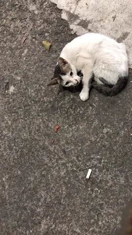 Ada kitten dipinggir jalan lagi tidur ngelungker, Usianya sepertinya masih 3/4 bulan uda pasti dia nahan lapar dan dingin  kasian banget sepertinya baru di buang soalnya baru kali pertama liat  Semoga sehat terus yah meng …  (Donasi For Cats link di bio yah dear) Support terus Tiktok Storiicat agar lebih bisa membantu kucing” jalanan yang kelaparan  #storiicat #streetfeeding #straycat #cats #cats #cat #catlove #kucingjalanan #catloverssingapure #kucingtiktok #kucingtua #kitten #kittenkasian 