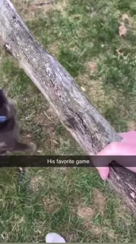 Now he got s smaller stick🤣#funny #fyp #viral #repost #moments #dogs 