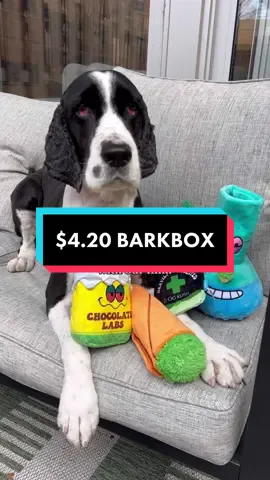 Replying to @lovenew410 use our 🔗 to get your first @barkbox for $4.20! that’s an 85% savings 🙌🏼 *must sign up for a multi-month sub to get this offer* #barkboxpartner #dogtoy #fourtwenty #dogtoyreview #barkbox #barkboxday  #springerspaniel #dogtok #dogmom #dogdad #newdogtoy 
