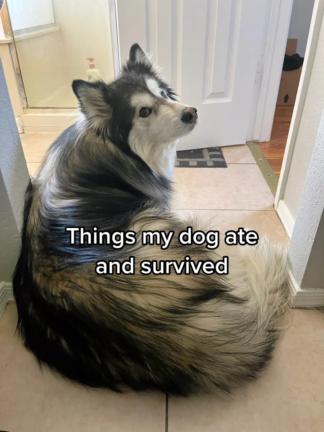 Things my dog ate and survived 