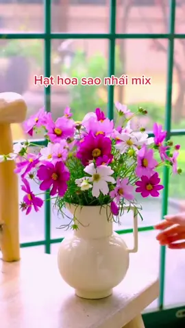 Hạt hoa sao nhái mix màu đẹp quá#xuthichtronghoa #caycanh #hatgiongcaytrong #saonhai #hoasaonhai 