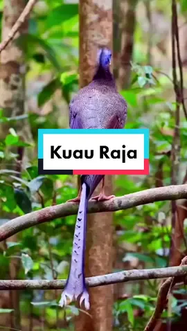 SUARA INDAH BURUNG KUAU RAJA, Burung ini adalah 1 dari 294 Fauna Indonesia yang dilindungi dan salah satunya ada di hutan kalimantan, burung ini dilindungi negara berdasarkan peraturan pemerintah no. 7 th 1999, Ayo kita jaga jaga kekayaan Alam kita jangan sampai punah. #capcut #burung #burungindah #burunglangka #burungdilindungi #hewandilindungi #burungkalimantan #burungindah #burungcantik #burungkuau #burungkuauraja #kuauraja #jagalam #jagaindonesia #jagaalamindonesia #jagafloradanfaunaindonesia #cintaialam #cintaialamkita #cagaralam #burunglangkahindonesia #janganrusakalam #janganrusakalamkita #janganrusakalamku😎😎 #janganpunah #janganbiakankamipunah #fyp #fypシ #fypシ゚viral #fypage #fypdongggggggg #fypp #fypdong #fypgakni #smartlifee 