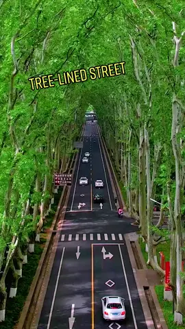 @naturesms/IG takes us to this road in Nanjing, China lined with huge trees welcoming shade to people in the hot summer. 🌲