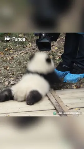 Camera shy, I don't want paparazzi around me! #panda #pandababy #pandababys #babypanda #camera #fyp #closeup #camerashy #donotdisturb #cute #animals #animalsoftiktok