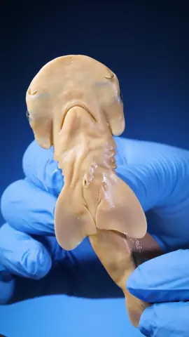 Hammerhead Sharks - did you know this? Here’s how to tell if any shark is male or female. #animals #science #LearnOnTikTok #shark 
