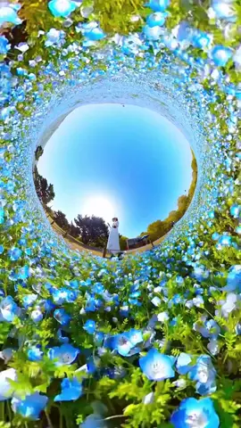 360 degree video of the Nemophila flower garden with #insta360 . Can you see the blue flower garden spread all over? 360度カメラで #ネモフィラ 花畑を撮ってみました！一面に広がる青い花畑の様子、伝わりますか？ 📷 April 2023  📍Hitachi Seaside Park, Ibaraki Japan / 茨城県 国営ひたち海浜公園  ※周囲に人がいないことを確認して撮影しています