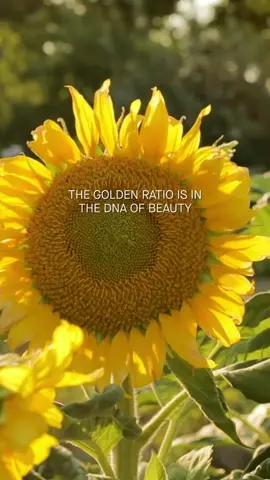 The golden ratio is in the DNA of both nature and art. 🐚 Delve into its mysteries this week in The Humane Space app.  #goldenratio #goldenratiophotos #aestheticsinnature #aestheticsoul #artaestetics #artheory #arthistory #aestheticallypleasing #thegoldenratio #davinci #lifelonglearning #fascinating #fascinatingnature #fascinatingworld
