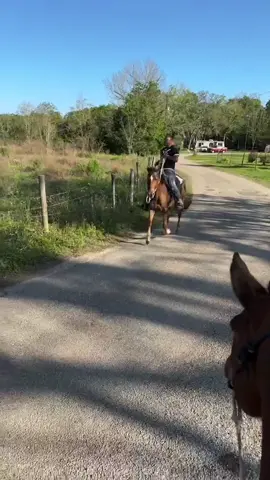 The way he pull up on the horse😭 #horseriding #horsetok #thatmexicanot #texasrapper #texasrap #southernrap #baycity #southtexasrap #texashiphop #mexicantok 
