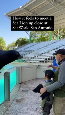 Did you know that their are behind the scenes animal experiences at SeaWorld San Antonio?  #sealion #seaworldtexas #seaworldsanantonio #sanantonio #homeschoolfieldtrip #animalencounters #homeschool #saveouroceans #educationisconservation #marinebiology #educationtiktok #homeschool