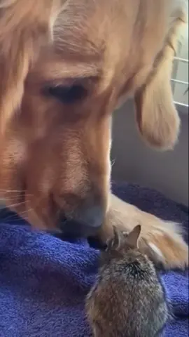 Best friends 🥰 #bestfriend #bunny #cutecouple #animals #socute #lovestory 