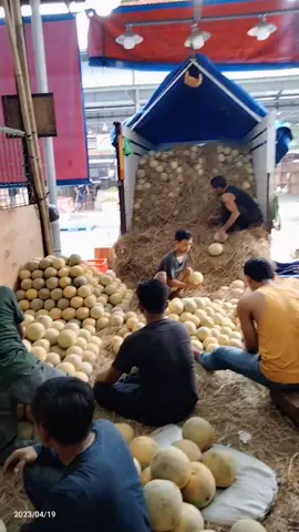 #melon #bandarmelon #melon #agenMelon