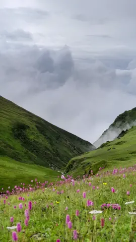 Dhorpatan during monsoon 🌸🌼🪷 #dhorpatan #dhorpatanhuntingreserve #baglung #dhorpatanmuser🌱🥀 #baglungmuser #foryou #explorepage #wildflowers #wandererofnepal #maheshbohara 