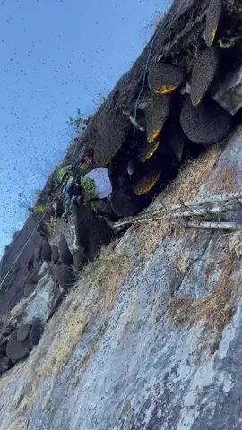 #fyp #honeypicking#wildhoney#outdoor#dangerousaction#ruralpeople#foryou It's too shocking. On the Hundred Honey Cliff, competing with a group of b
