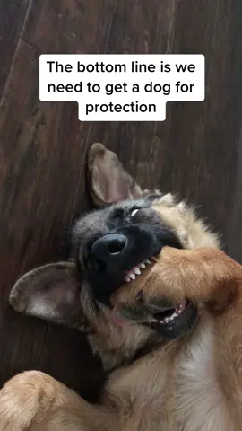 Are you terrified? 😂 #petlover #doglife #germanshepherd #tiktokdogs #cutedogs #dogsoftiktok #puppy #doggo #guarddog #gsd #dogs #tiktokdog #doglover #pet #puppydog #funny #fyp 