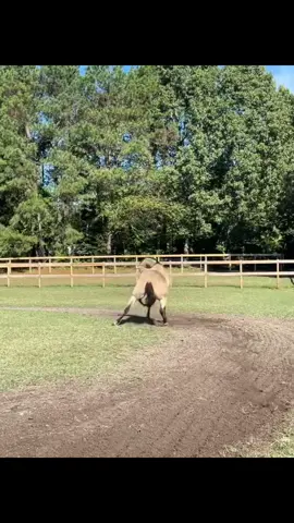 #greenscreenvideo #horsesoftiktok #quarterhorse #buckskinhorse #equine #horsetok 