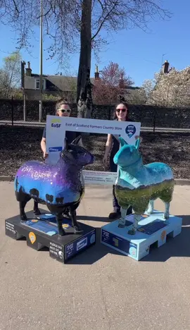 Pop into store to see our 2 fantastic Flock to the show sheep and possibly WIN 2 Royal Highland Show tickets 🐑🎫  #flocktotheshow #royalhighlandshow #elancoah #eosf #goldenshears #selfiecompetition #GenshinImpact #fyp #rhs23 #highlandshow #letmetakeaselfieph 